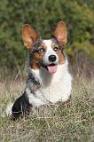 CORGI CARDIGAN 015